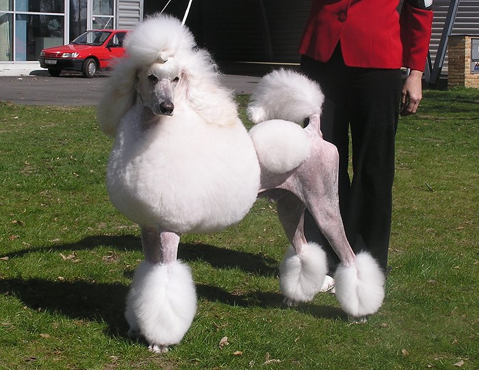 Abar Recatty - great white poodle