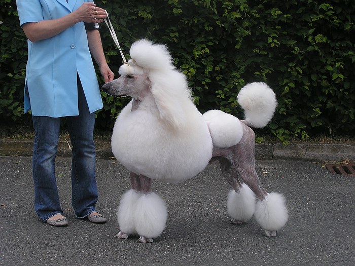 Abar Recatty - poodle