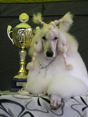 great white poodle CH. Abar Recatty