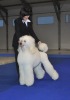 great white poodle