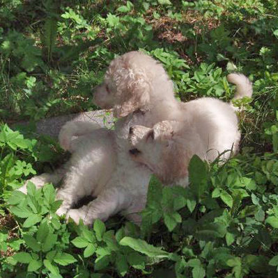 standard white poodle puppies