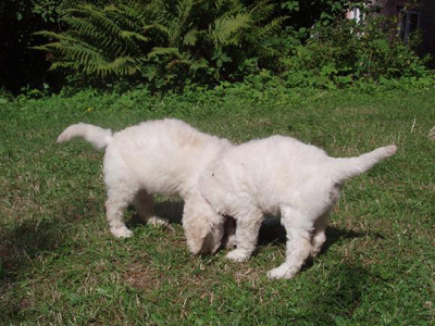standard white poodle puppies