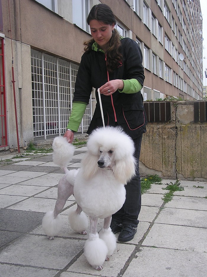 Agnesie Bílý poklad - great white poodle