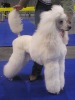 great white poodle