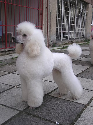 Andreas Bl Poklad - great white poodle