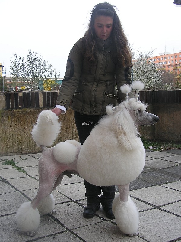 Antonio Pikovick Poklad - great white poodle