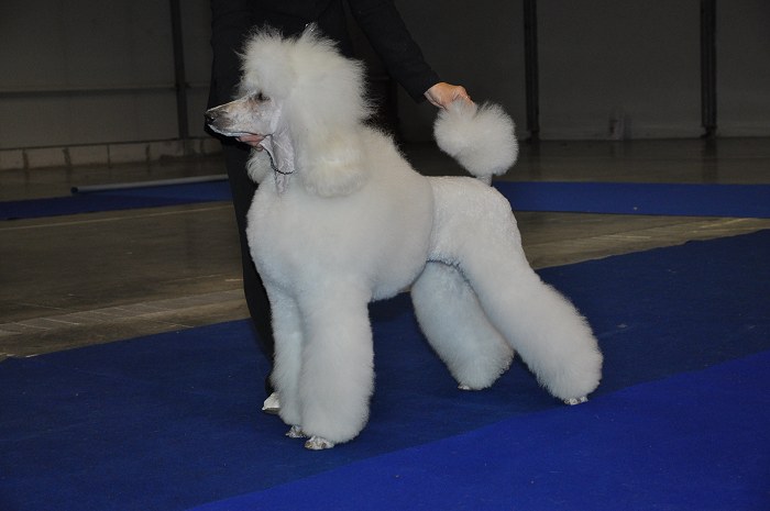 Aquilera Pikovick poklad - great white poodle