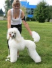 great white poodle Aramis Recatty