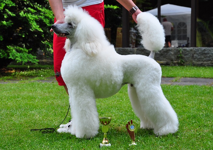 Aramis Recatty great white poodle