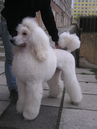 Armin Bl Poklad - great white poodle