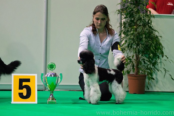 Cantos Brit Harlekin Wild Angel - poodle