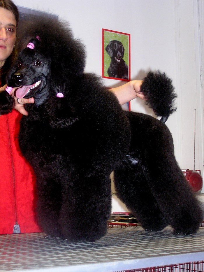 Daysy Prague Haley - black miniature poodle