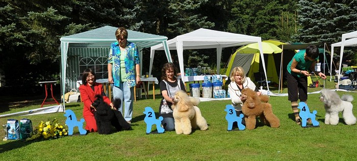 CH. High Style Yrtep - Best medium male