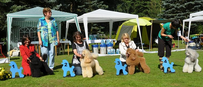 CH. High Style Yrtep - Best medium male