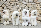 great white poodle Karena, Aramis, Tony and Abar