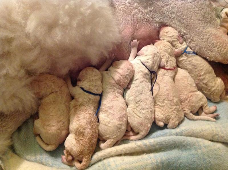 Puppies of standard white poodle