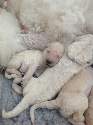 Puppies of standard white poodle