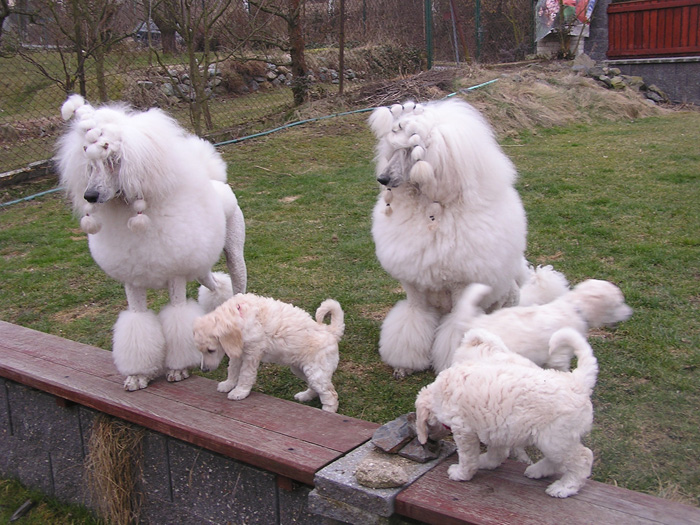 litter B Pikovický poklad - great white poodle puppies
